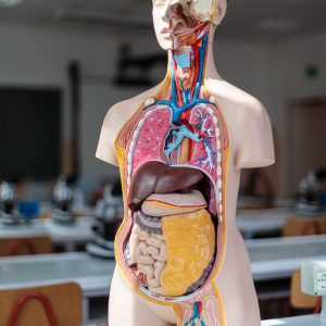 Replica in plastica delgli organi del corpo umano utilizzata per gli studi dai nostro studenti