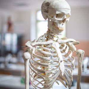 Replica in plastica dello scheletro umano utilizzata per gli studi dai nostro studenti